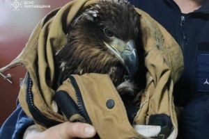 Врятованому на Полтавщині червонокнижному орлану надали допомогу в Центрі порятунку диких тварин 