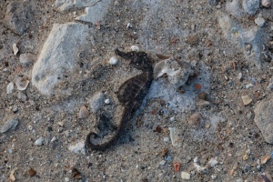 Морські коники на одеському узбережжі загинули через шторм - екологи