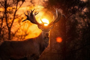 На Київщині браконьєр убив шляхетного оленя із Книги рекордів України