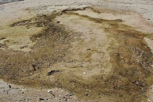 На Одещині на узбережжі нацпарку виявили нові ділянки, забруднені олією