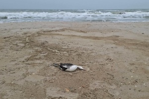 Через витік олії в Одеську затоку загинули близько 5 тисяч птахів - еколог