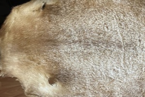 БЕБ викрило масштабну контрабанду хутра на понад 11 мільйонів