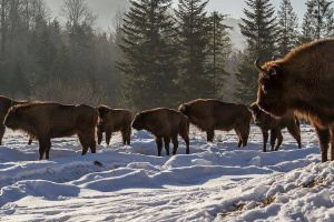 На Вінниччині зросла популяція зубрів