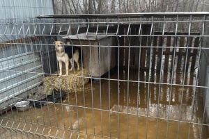 У пастці 200 собак: у Кропивницькому через негоду затопило притулок для тварин