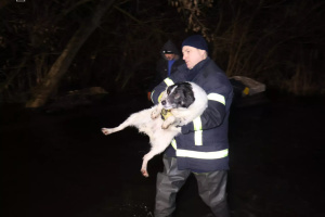 У Кропивницькому затопило ще один притулок для тварин