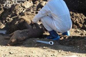 На Буковині фермер-депутат намагався «поховати» спалах африканської чуми - загинули понад 100 тварин