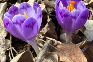 На Закарпатті почали квітнути шафрани та підсніжники