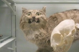 Опудала тварин визнані окупантами загрозою існуванню так званої «ЛНР»