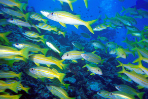 Популяція риби стрімко зменшується при нагріванні океану лише на 0,1°C