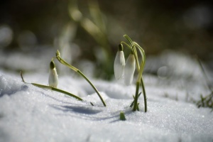 Чи буде тепло у березні - синоптики дали прогноз