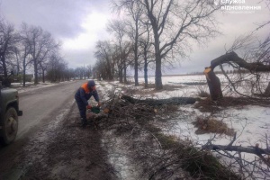 У Чернівецькій області буревій повалив на автошляхи десятки дерев