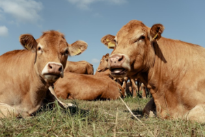 Russische Propaganda verbreitet Fake über „infizierte“ Rinder in Frankreich durch ukrainisches Futter