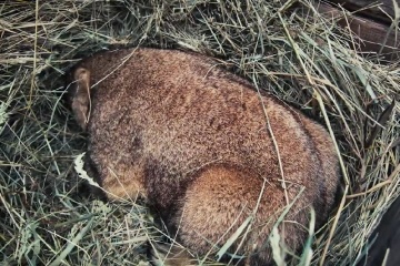 La marmota Tymko predice seis semanas más de invierno en Ucrania