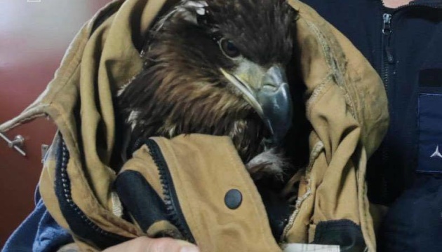Врятованому на Полтавщині червонокнижному орлану надали допомогу в Центрі порятунку диких тварин 
