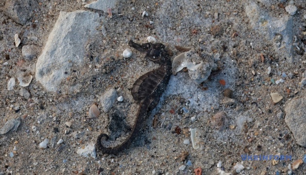 Морські коники на одеському узбережжі загинули через шторм - екологи