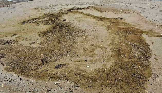 На Одещині на узбережжі нацпарку виявили нові ділянки, забруднені олією