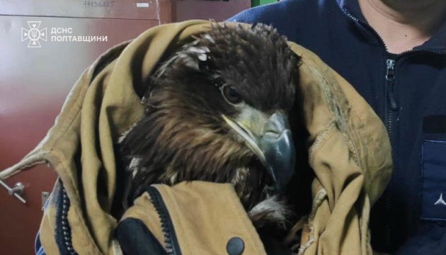 На Полтавщині випустили на волю врятованого червонокнижного орлана
