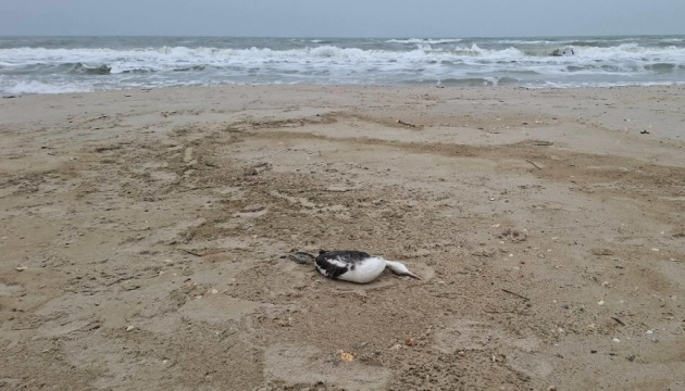 Через витік олії в Одеську затоку загинули близько 5 тисяч птахів - еколог