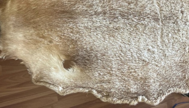 БЕБ викрило масштабну контрабанду хутра на понад 11 мільйонів