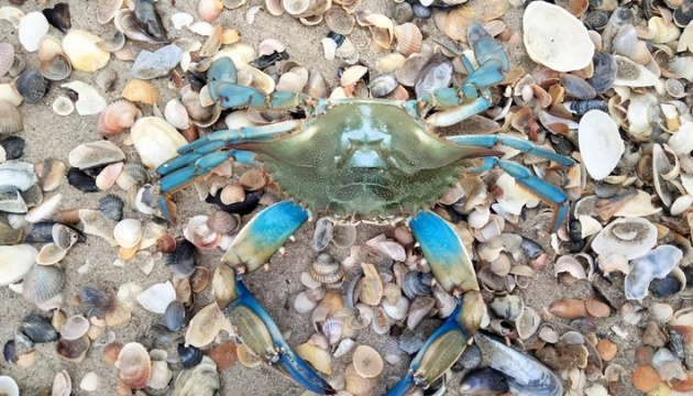 Красивий, але небезпечний: у Чорному морі з’явився блакитний краб