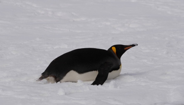 Біля станції «Академік Вернадський» помітили королівського пінгвіна