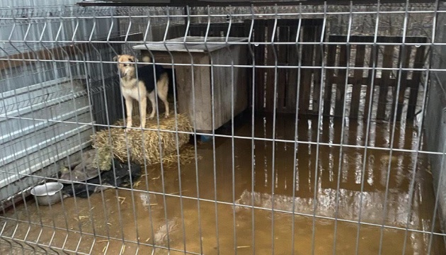 У пастці 200 собак: у Кропивницькому через негоду затопило притулок для тварин