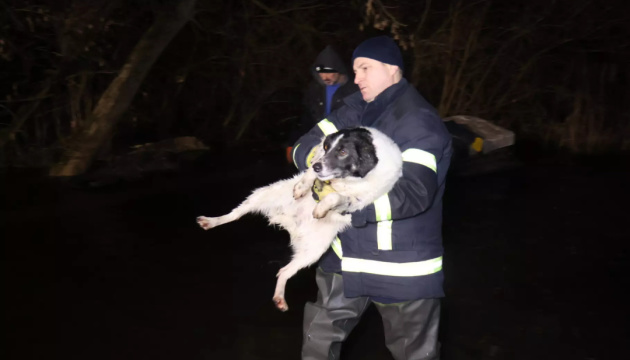 У Кропивницькому затопило ще один притулок для тварин