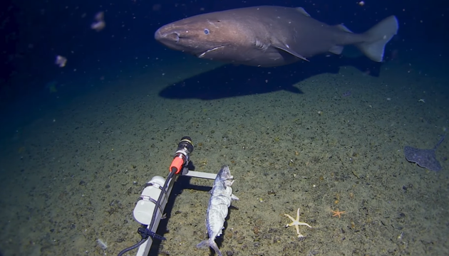 Поблизу Антарктиди вперше помітили акулу