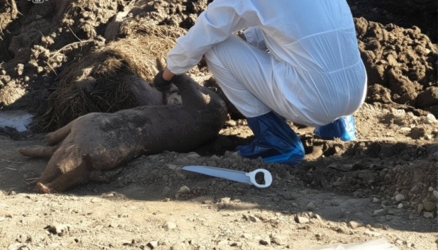 На Буковині фермер-депутат намагався «поховати» спалах африканської чуми - загинули понад 100 тварин