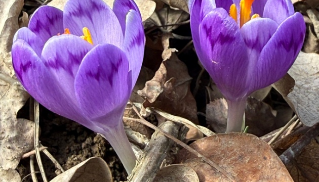На Закарпатті почали квітнути шафрани та підсніжники