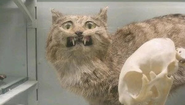 Опудала тварин визнані окупантами загрозою існуванню так званої «ЛНР»