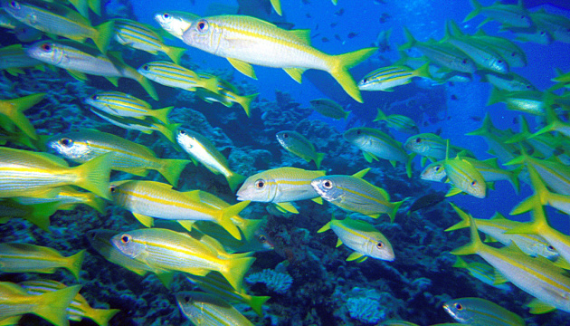 Популяція риби стрімко зменшується при нагріванні океану лише на 0,1°C