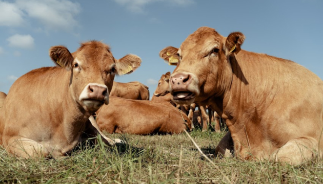 Russia spreads fake news about 'infected' livestock in France caused by Ukrainian feed