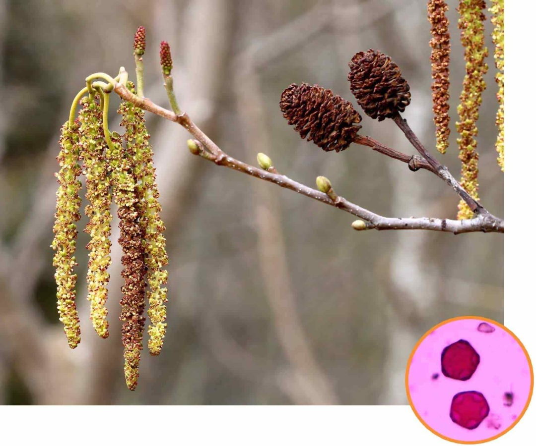 Сережки вільхи та її пилкове зерно під мікроскопом