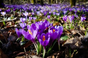 Під Мукачевом у дендропарку розквітли перші шафрани