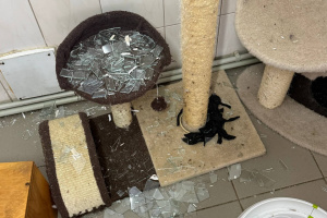 У Харкові внаслідок атаки РФ пошкоджений притулок для тварин