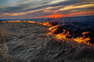 Понад 92 000 гектарів української землі вже випалені вогнем з початку року
