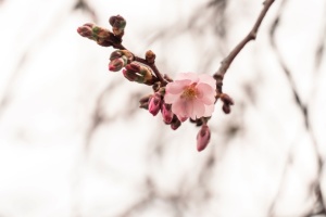 У Мукачеві почала квітнути «шалена» сакура