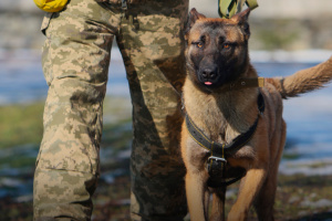 У ЗСУ виконують завдання більш як 500 службових собак
