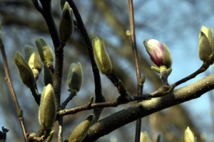 В Україні у середу від 2° морозу до 16° тепла, без опадів