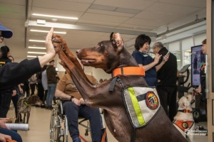 Знайшла понад 170 людей: померла собака Ханна, яка допомагала рятувальникам після обстрілів РФ