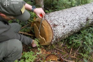 До суду передали справу про 200 гектарів знищеного лісу в нацпарку «Гуцульщина»