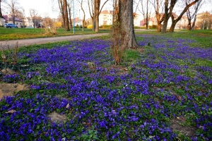 В Україні у вівторок місцями прогріє до +19°, вдень можливий невеликий дощ