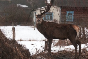 На Рівненщині автомобіль збив улюбленця соцмереж оленя Бориса, водійку знайшли