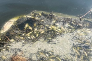 На Житомирщині зафіксували масову загибель риби