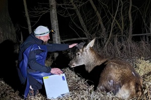 Улюбленця соцмереж оленя Бориса не дозволили везти на лікування у Львів - зоозахисники