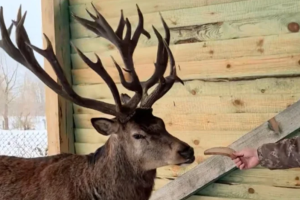 Завдяки Борису в лісі на Рівненщині олені шляхетні стали постійними мешканцями