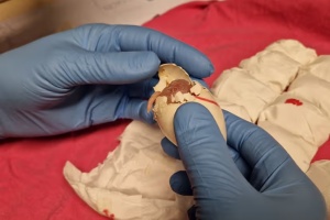 Митники почули дивні звуки: в аеропорту Схіпгол виявили контрабанду понад 260 яєць папуг