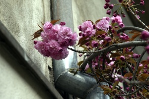 На Хмельниччині зафіксували рекордні для квітня температурний «мінус»