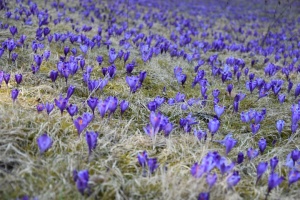 У нацпарку «Синевир» почали квітнути первоцвіти та прокинулися ведмеді
